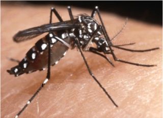 Adulto di Aedes albopictus