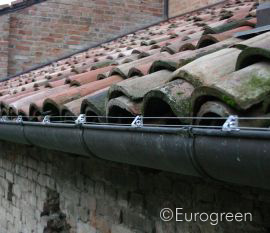 Coppi con licheni su tetto