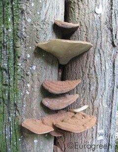 Funghi degradatori del legno