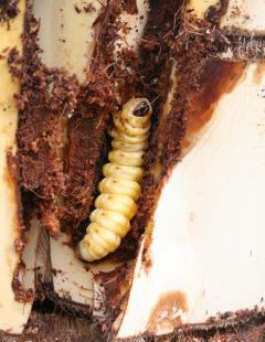 Larva di Paysandisia archon nella galleria