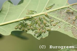 Caliroa larve