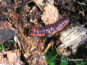 Cossus - larva