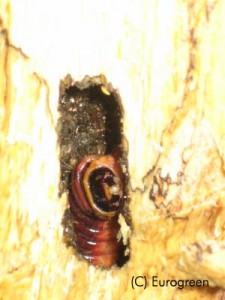 Cossus - larva1