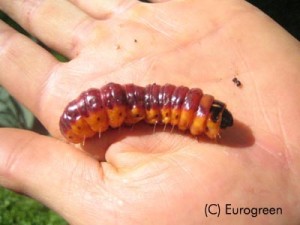 Cossus - larva2