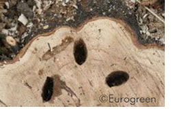 Evidenti gallerie larvali su sezione di tronco