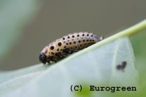 Melasoma populi - Larva