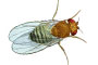 dati-bio-drosophila