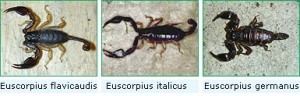foto-scorpioni
