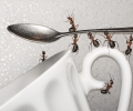 eurogreen rimedi contro le formiche