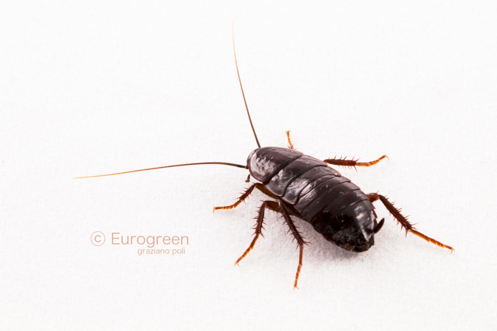 fotografie di scarafaggi