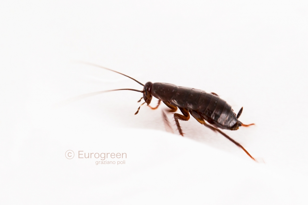 fotografie di scarafaggi